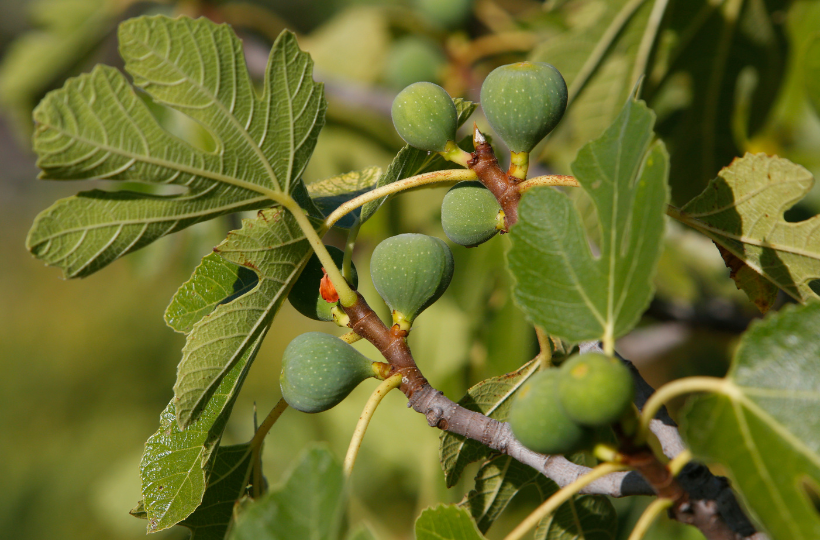 How to Prune a Fig Tree: Secret for 10X More Figs