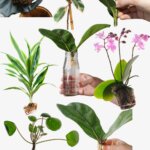 How to Propagate Plants