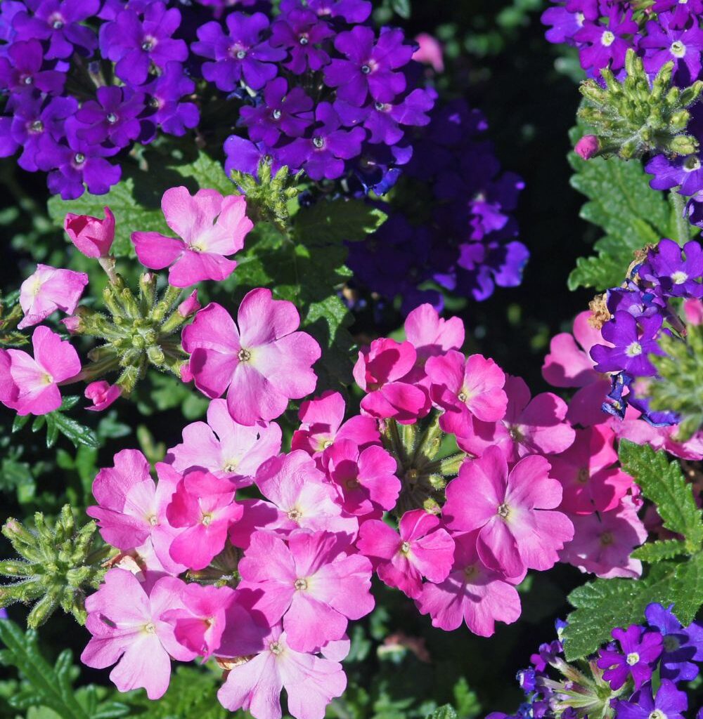 How to Propagate Verbena