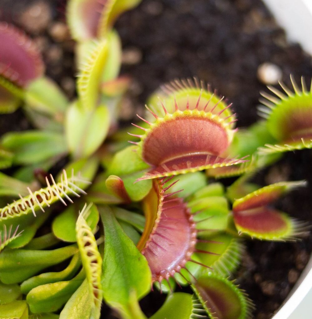 How to Propagate Venus Flytrap