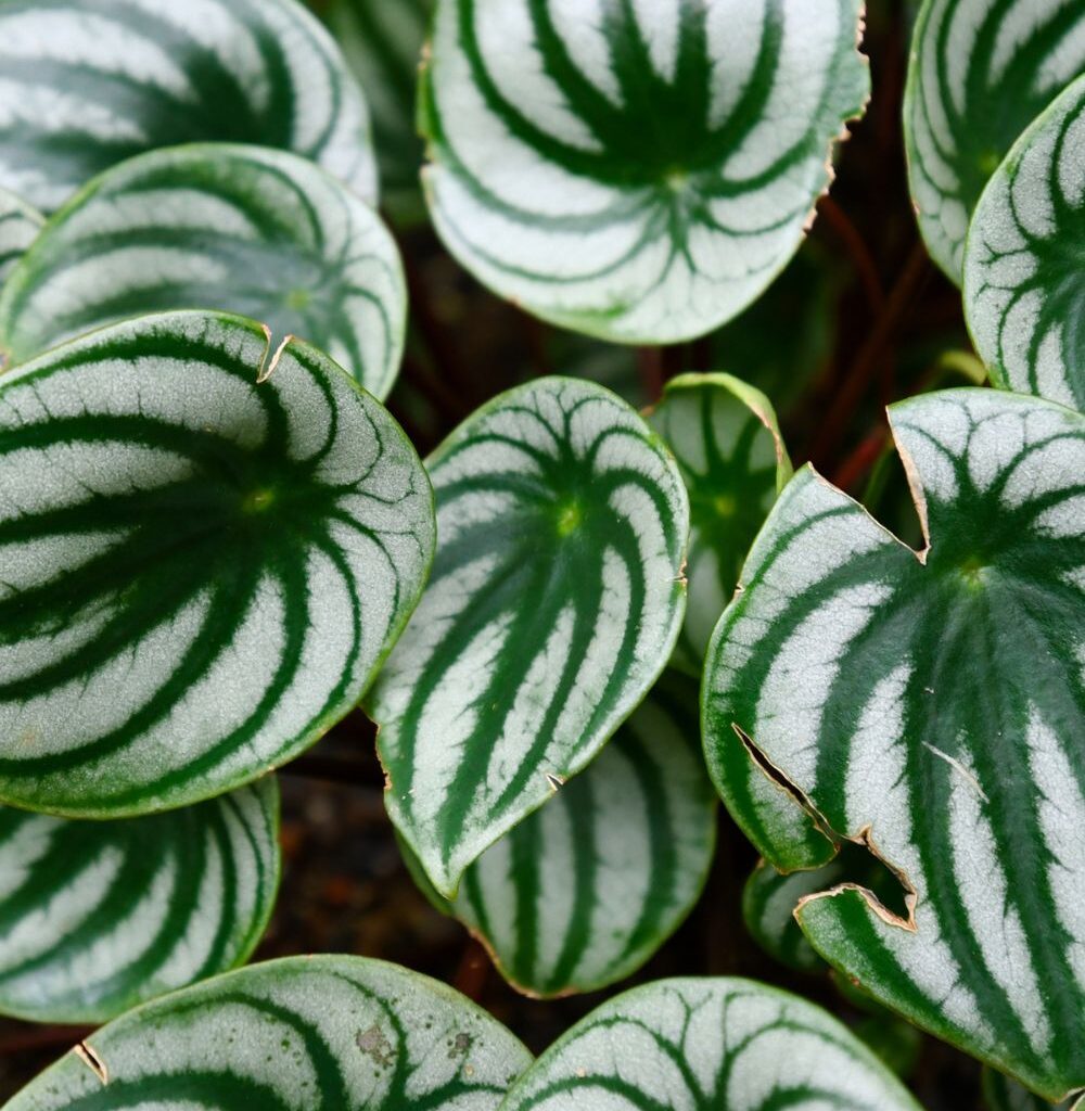 How to Grow Red Peppers: The Complete Guide 🌶️