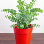 How to Propagate Eucalyptus A Step-by-Step Guide